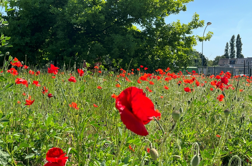Biodiversiteit breeam